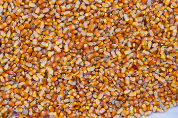 background with texture of corn grains and place for text