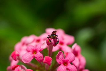 Bee on flower