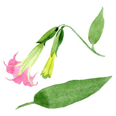 Pink brugmansia floral botanical flowers. Watercolor background set. Isolated brugmansia illustration element.