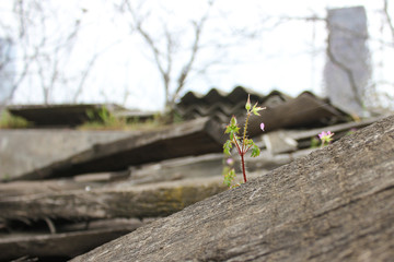 Beautiful alone flower growing on crack street