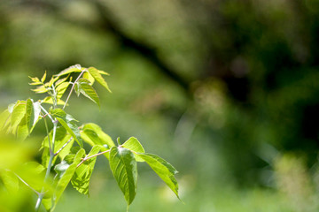 American maple in the sun close-up. A branch of an American maple in a summer day. A clear image of Acer negundo on a blurry background.