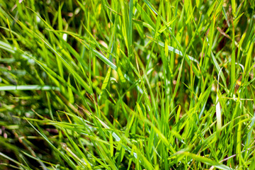 Green grass in the meadow on a clear sunny day in summer.