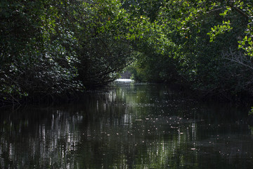 Trinidad and Tobago Caroni Swamp Bird Sanctuary 