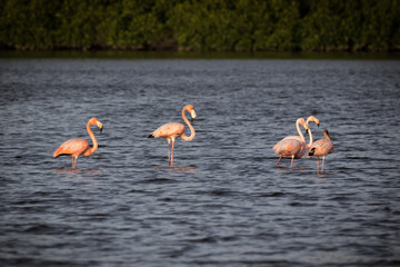 Trinidad and Tobago Caroni Swamp Bird Sanctuary 