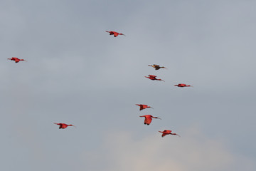 Trinidad and Tobago Caroni Swamp Bird Sanctuary 