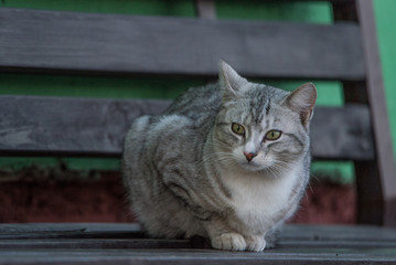 Portrait of a gray stray cat on a bench.