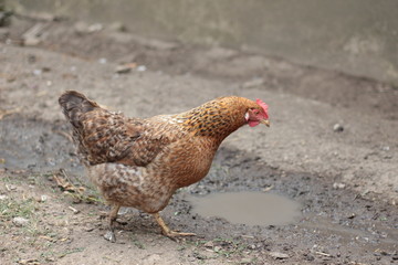Indoors chicken farm, chicken feeding