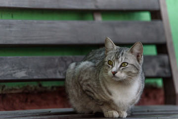 Obraz premium Portrait of a gray stray cat on a bench.