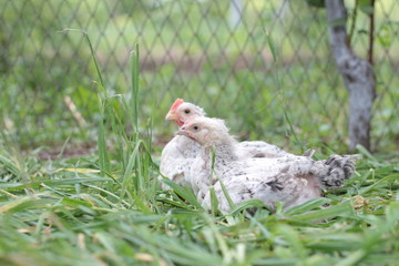 Young broiler chicken or Chicken in the animal welfare farm