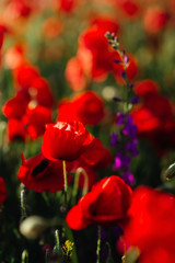 Flower poppy flowering on background poppies flowers.