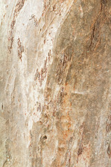 tree trunk nature. bark texture pattern wood for background image vertical