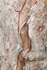 tree trunk nature. bark texture pattern wood for background image vertical