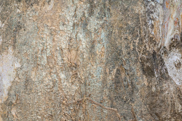 tree trunk nature. bark texture pattern wood for background image horizontal