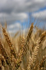 Ripe wheat ears closeup. Field with splendid wheat