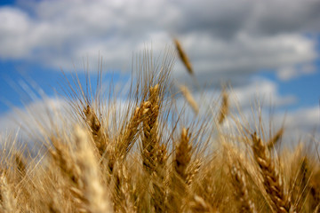 Ripe wheat ears closeup. Field with splendid wheat
