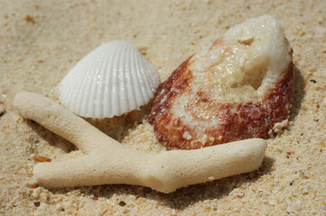 Coral and shells on sand on coast