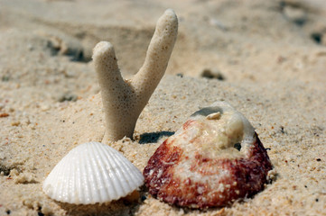Coral and shells on sand on coast