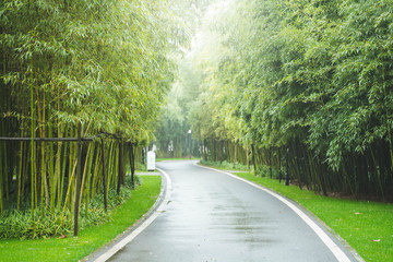 Fototapeta na wymiar Roadside fresh green Bamboo trees