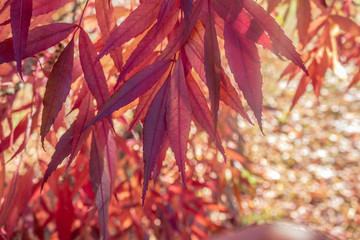 red leaves hanging from tree on bright sunny day