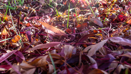 autumn leaves laying on ground
