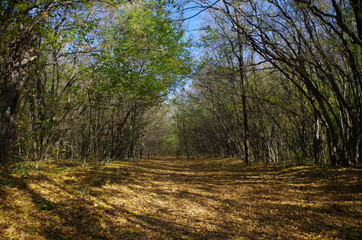 Forest leaves, Shumen Bulgaria