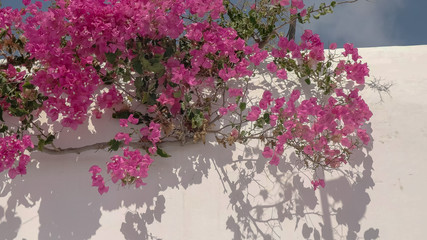 close up of pink bougainvillea above a building on mykonos, greece
