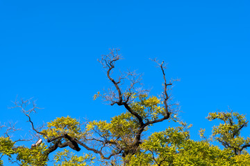 Tree top on blue sky with copy space.