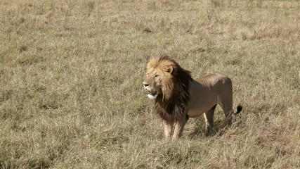 a male lion advances on  a rival male in masai mara, kenya