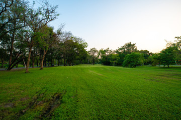 Green city public park with meadow nature landscape