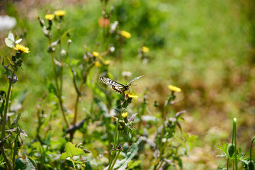 アゲハ蝶・たんぽぽにとまる・正面
