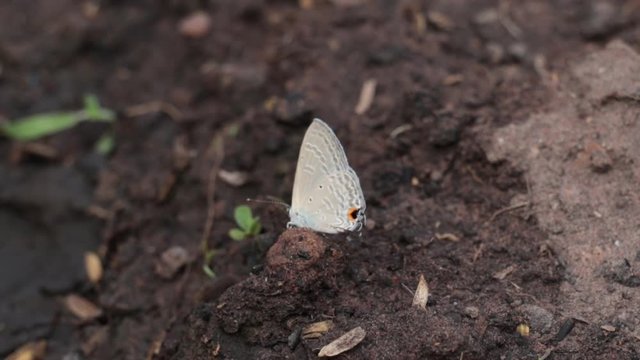 butterfly resting on soil.