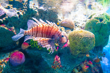 Beautiful lion fish in deep sea water aquarium