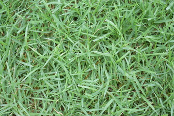 grass selective focus