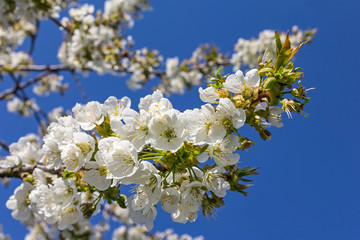 Spring is here. Blossoming fruit trees like here a cherry tree
