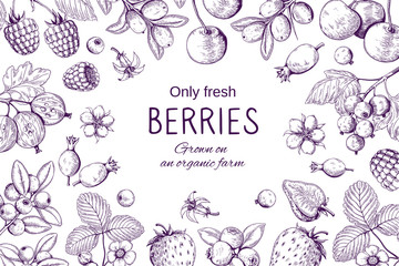 Hand drawn berries frame. Botanical sketch background, wild berry vintage drawing, cherry strawberry blackberry cranberry organic vector set © SpicyTruffel