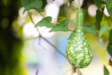 Calabash or Cucurbitaceae plant (Lagenaria Siceraria) at Thailand