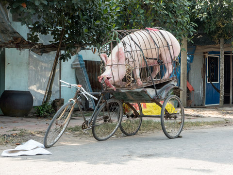 Caged Pig trapped on back of bicycle chewing saddle trying to escape.Indochina. - Image