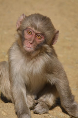 日本猿（１２）