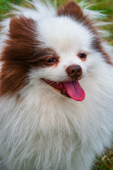 Pet dog breed Pomeranian white Spitz close-up on a light background