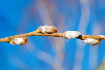 Buds on a willow branch against a blue sky, Easter natural spring landscape