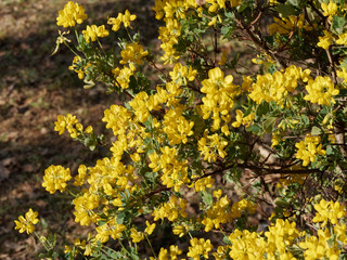 Hippocrepis emerus - Coronille arbrisseau