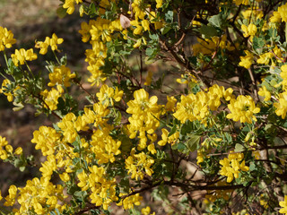 Coronille des jardins (Hippocrepis emerus)