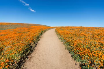 Outdoor kussens Inviting trail through poppy wildflower super bloom field in Southern California.   © trekandphoto