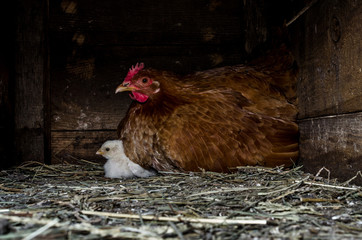 Mom chicken and her baby a little chicken