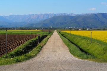 Fototapeta na wymiar Long straight country gravel road in the plain, among plowed land and canola field in bloom, lOn background faraway mountains