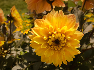 Yellow flowers in the garden