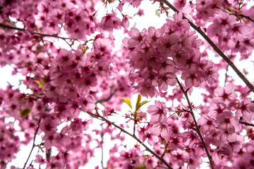 色の濃い桜