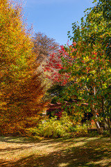 Autumn Trees and Flowers at Forest Glade Gardens Mount Macedon Victoria