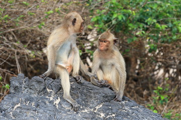 Macaca fascicularis. Two macaques of the crab sitting on the rocks