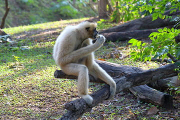 Nomascus concolor. The female Barnacle Gibbon eating a banana